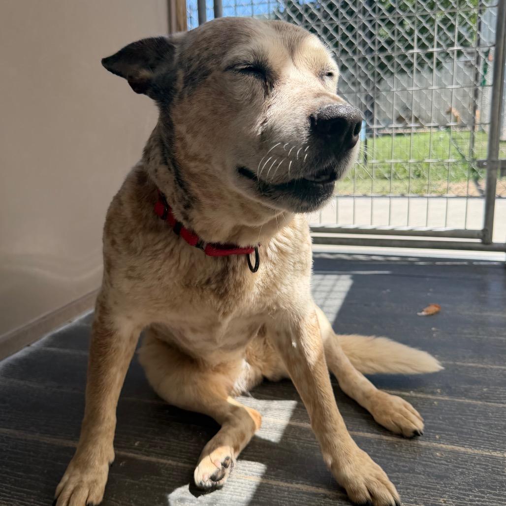 Queenie, a Adoptable Cattle Dog in Fort Bragg, CA image 2/6