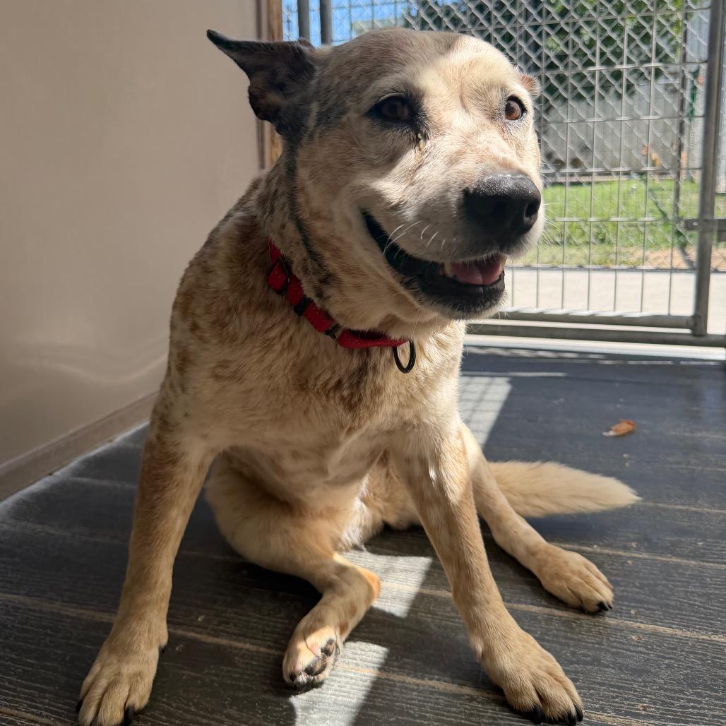 Queenie, a Adoptable Cattle Dog in Fort Bragg, CA image 3/6