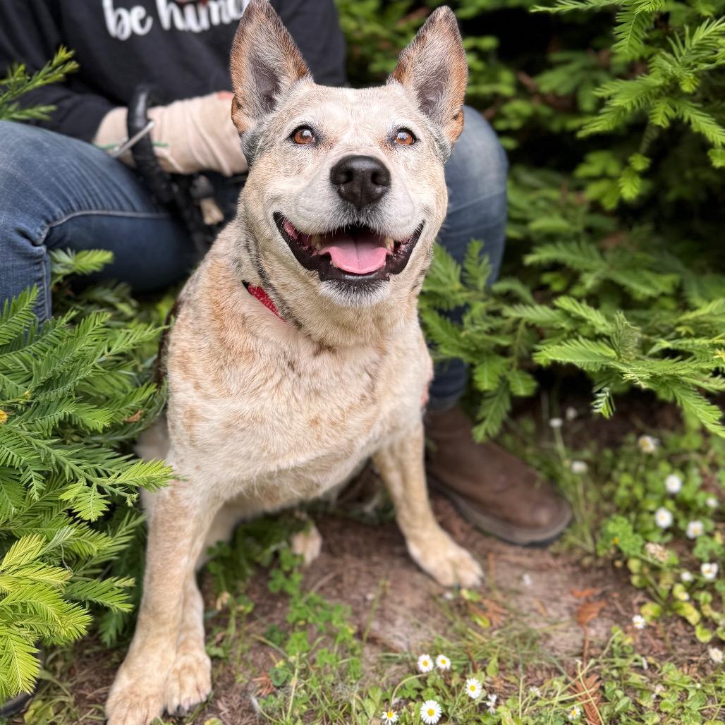 Queenie, a Adoptable Cattle Dog in Fort Bragg, CA image 4/6