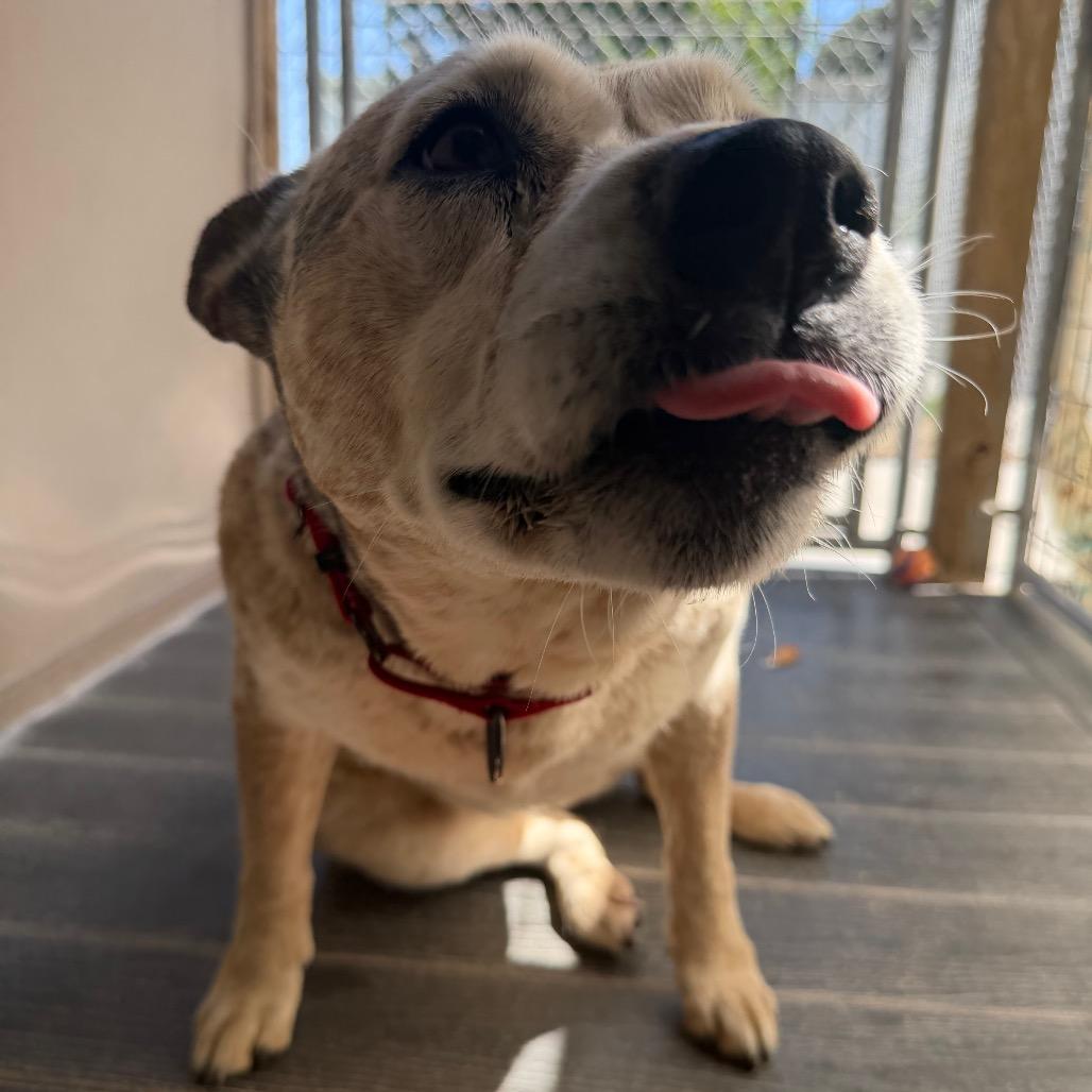 Queenie, a Adoptable Cattle Dog in Fort Bragg, CA image 5/6