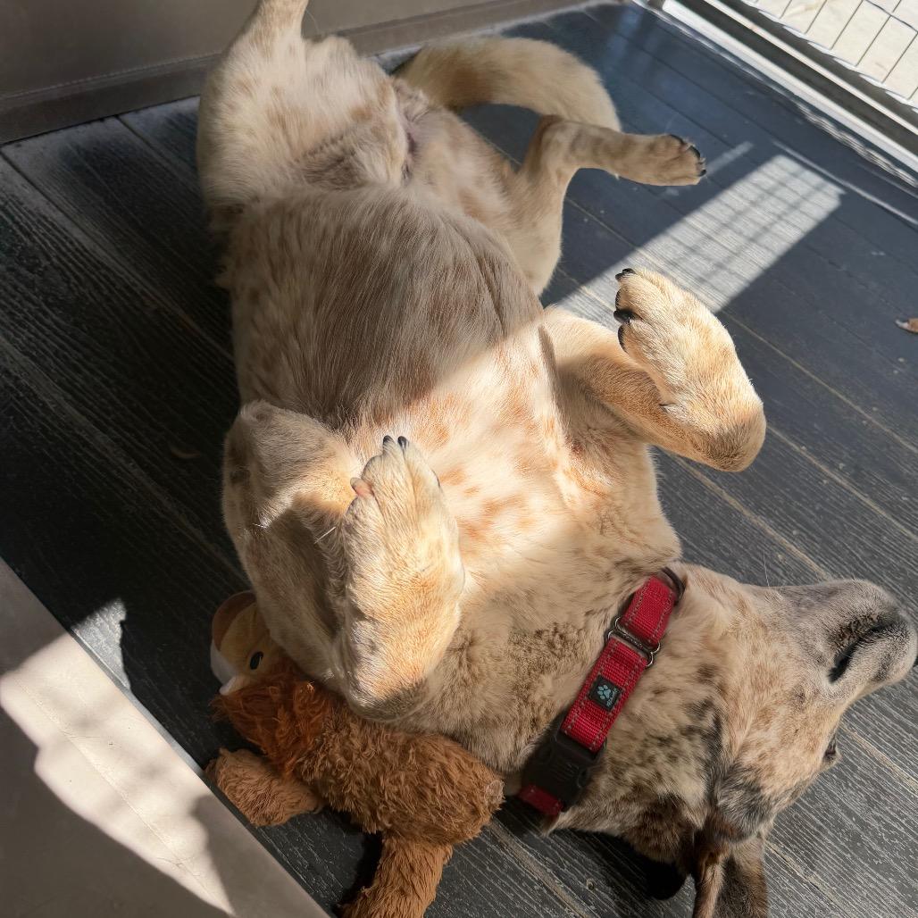 Queenie, a Adoptable Cattle Dog in Fort Bragg, CA image 6/6