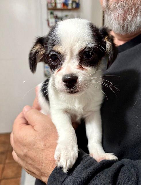 Dolly, a Adopted mixed breed in Mesa, AZ image 2/3