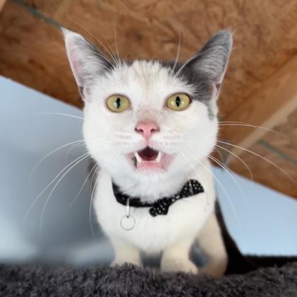 Lil, Adoptable, Adult Female Domestic Short Hair & Domestic Short Hair.