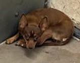 Takina, ADOPTABLE, Young Female Chihuahua.