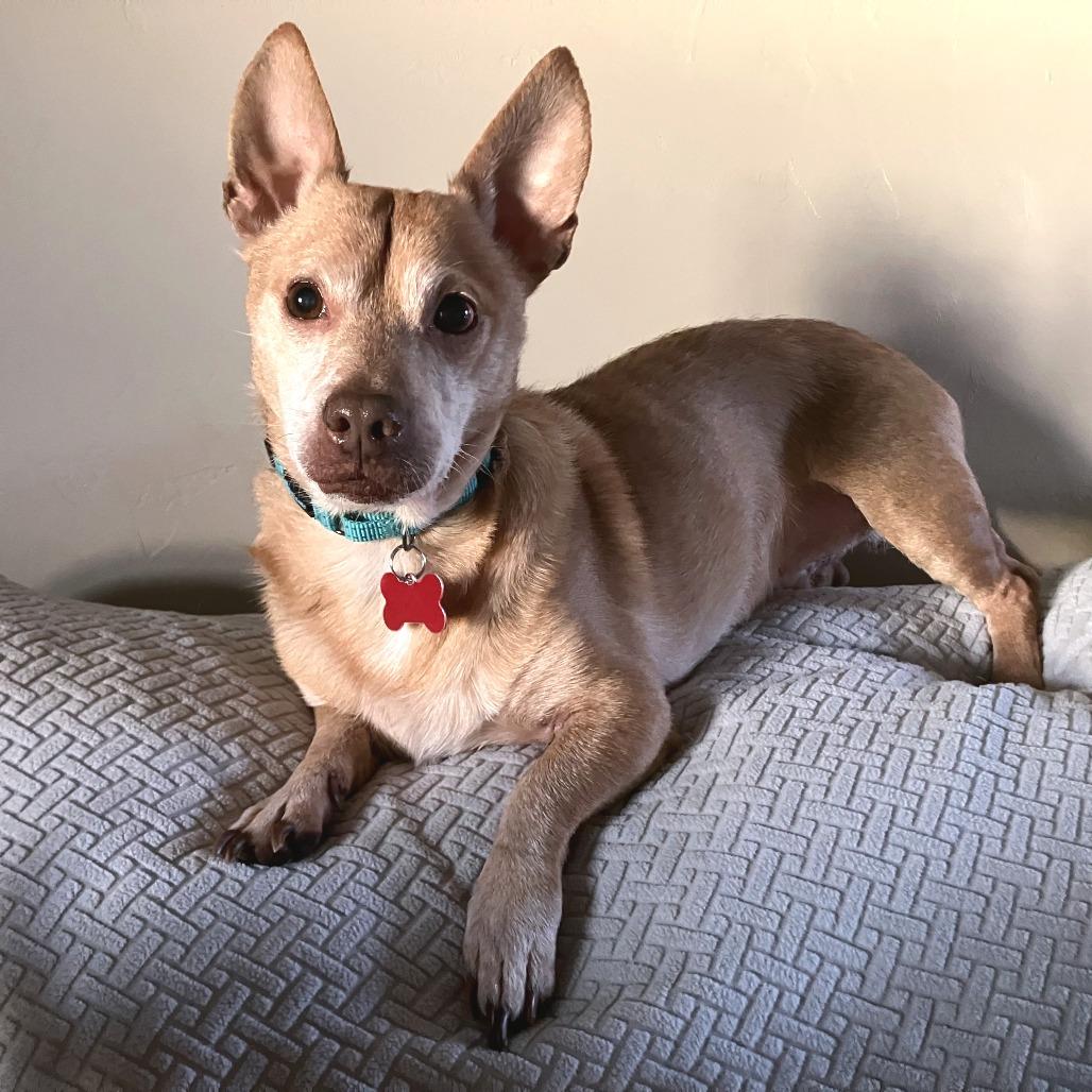 Earl, Adoptable, Adult Male Chihuahua & Mixed Breed.