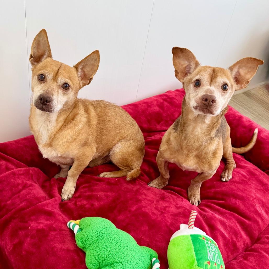 Earl, Adoptable, Adult Male Chihuahua & Mixed Breed.