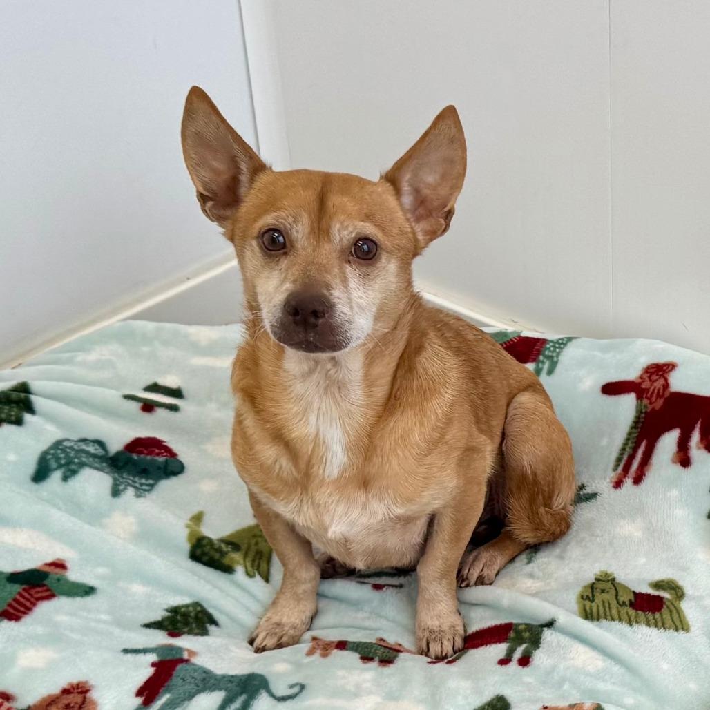 Enlarge Earl, a Adoptable mixed breed in Green Bay, WI image 2/6