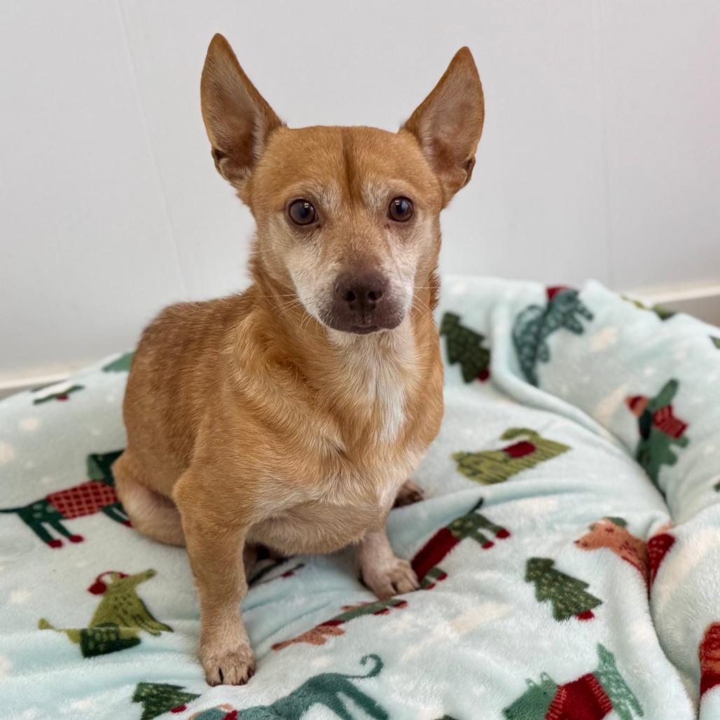 Enlarge Earl, a Adoptable mixed breed in Green Bay, WI image 3/6