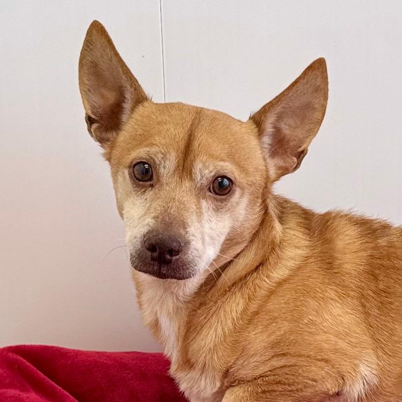 Enlarge Earl, a Adoptable mixed breed in Green Bay, WI image 4/6