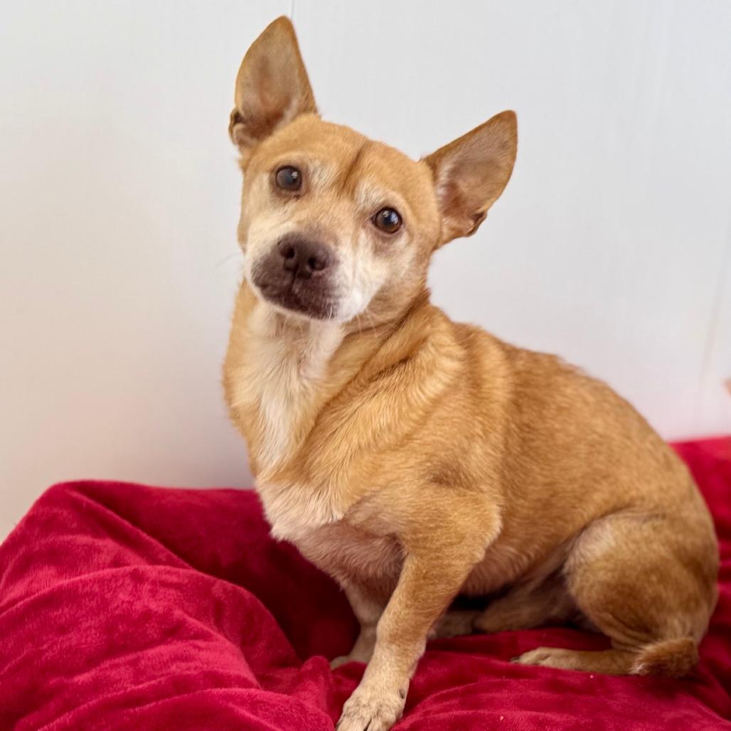 Enlarge Earl, a Adoptable mixed breed in Green Bay, WI image 5/6