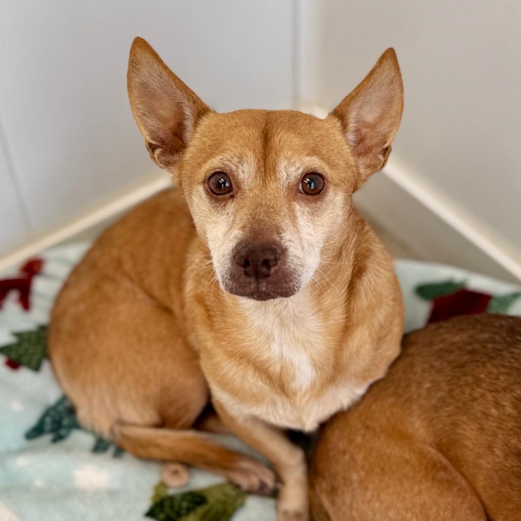 Enlarge Earl, a Adoptable mixed breed in Green Bay, WI image 6/6