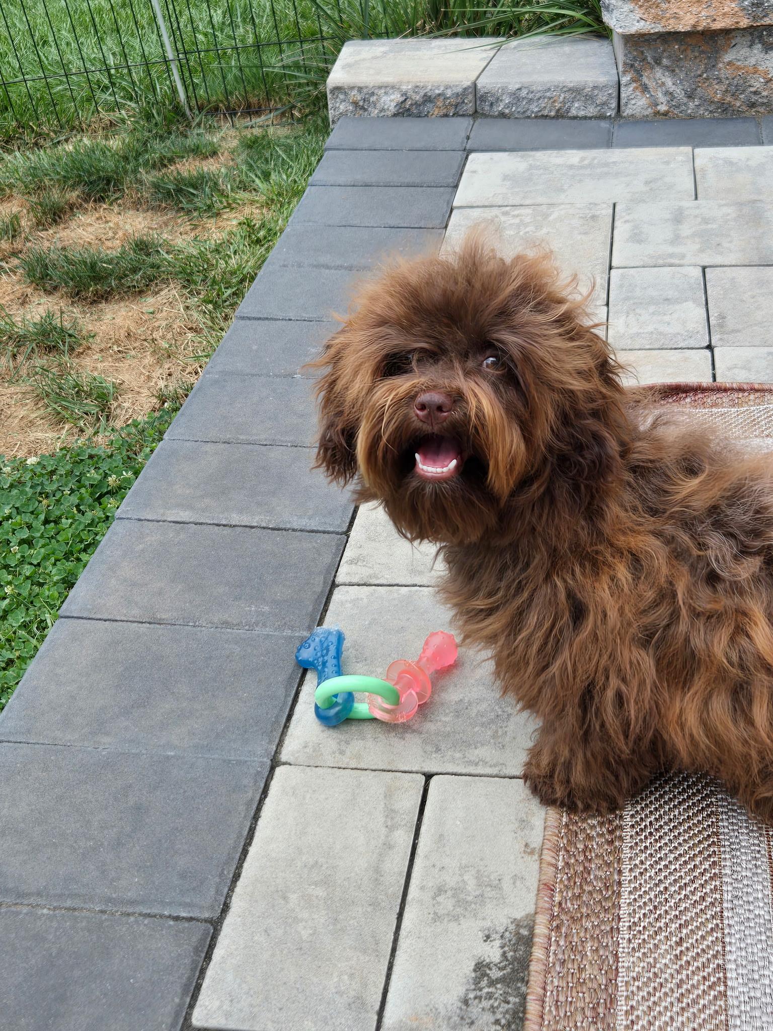 Enlarge Tiki, a ADOPTABLE Russian Toy Dog in Clarksburg, MD image 3/3