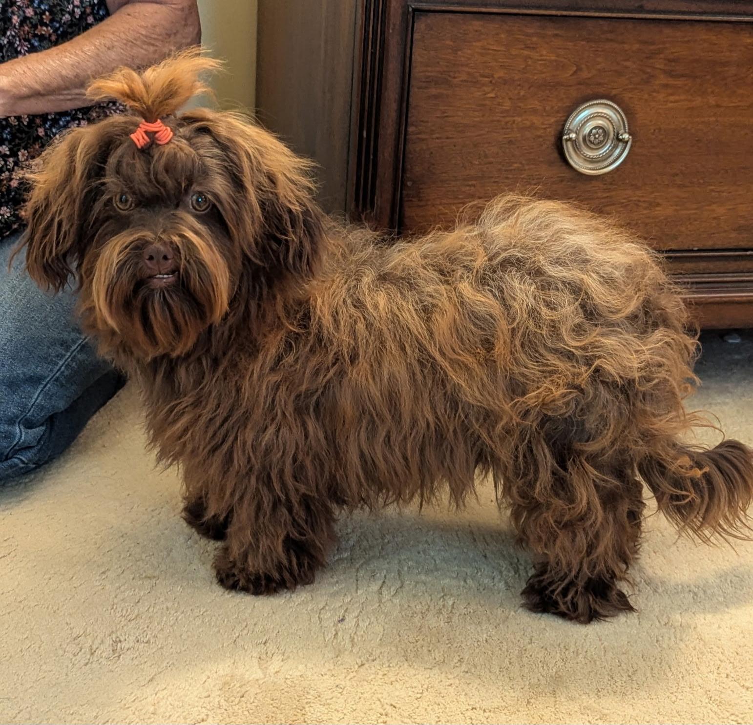 Enlarge Tiki, a ADOPTABLE Russian Toy Dog in Clarksburg, MD image 2/3