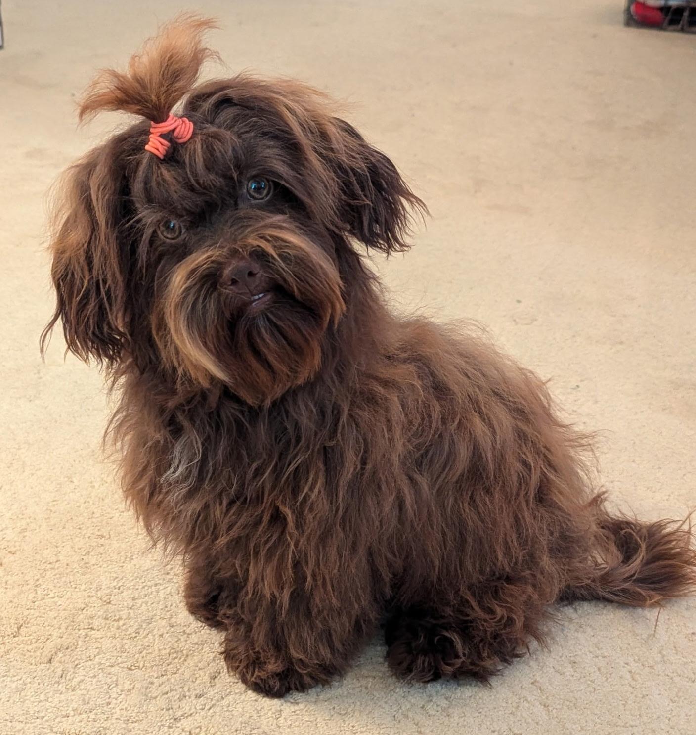Enlarge Tiki, a ADOPTABLE Russian Toy Dog in Clarksburg, MD image 1/3