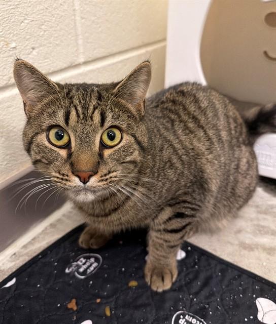 Enlarge FENRIX, a Adoptable Domestic Short Hair in Leesburg, VA image 1/1