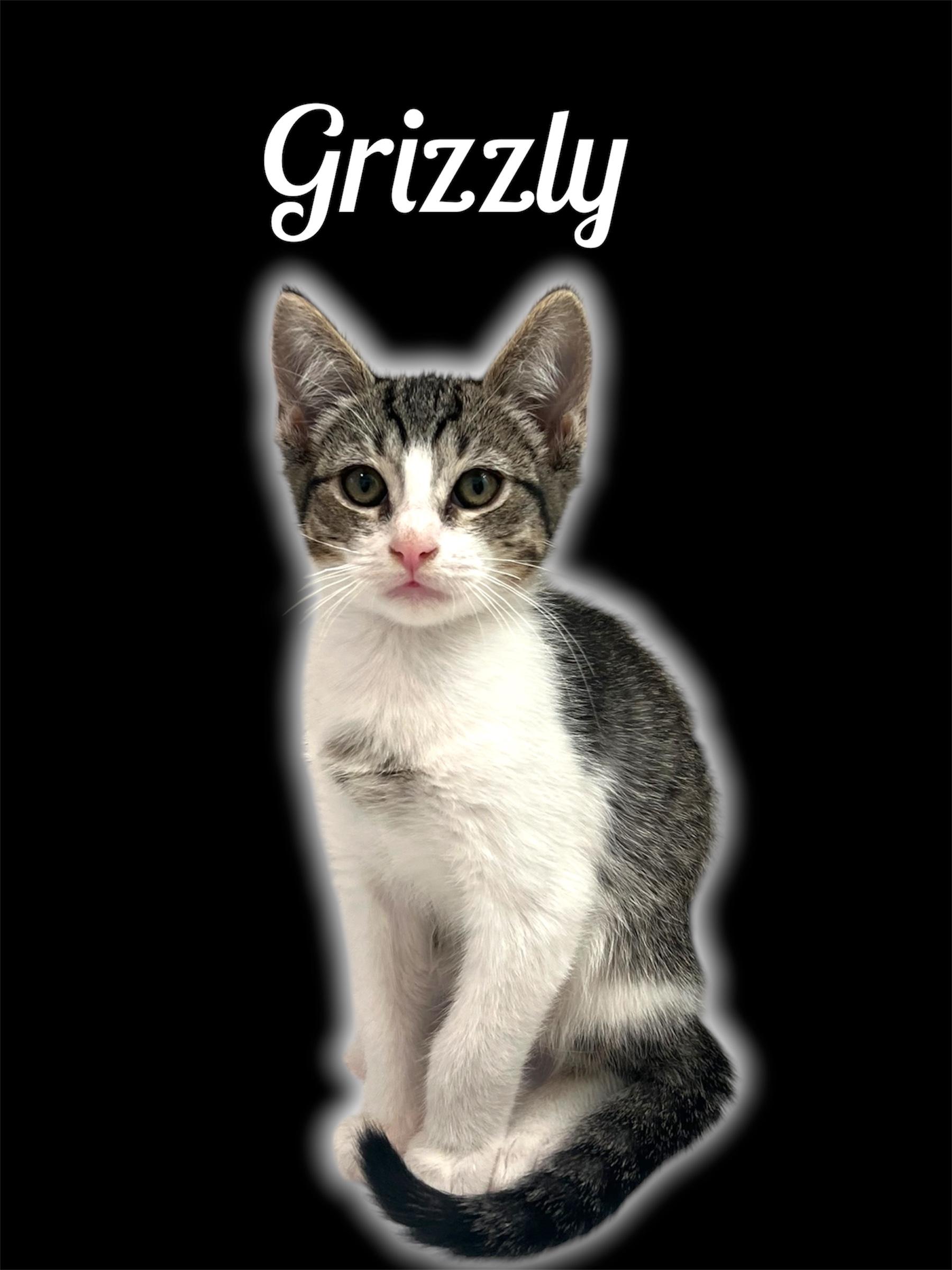 Enlarge Grizzly, an adoptable Domestic Short Hair in Auburn, CA image 1/1