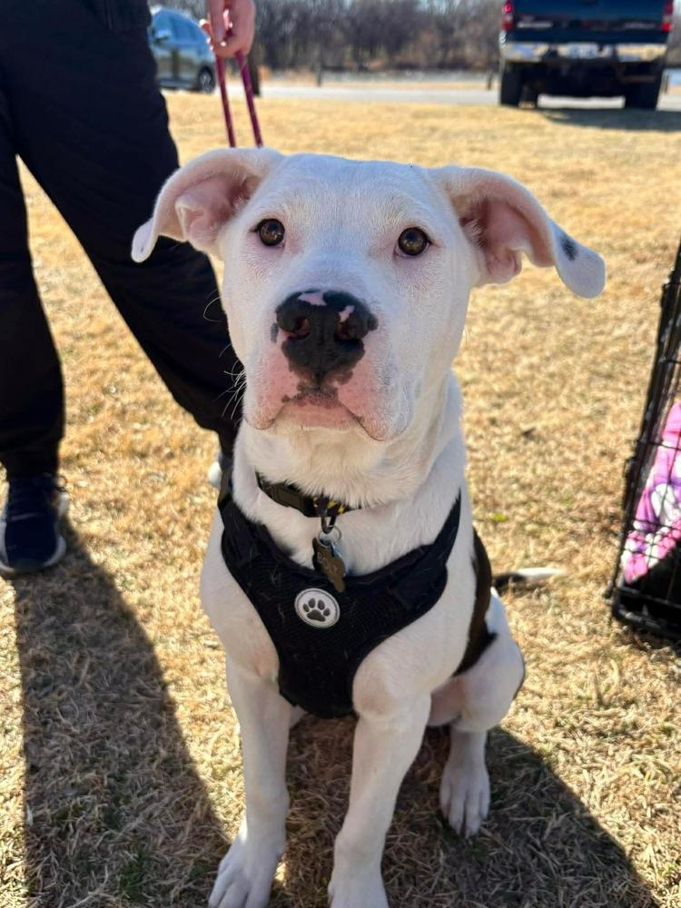 Enlarge Bolt, a Adoptable mixed breed in Shawnee, OK image 1/3