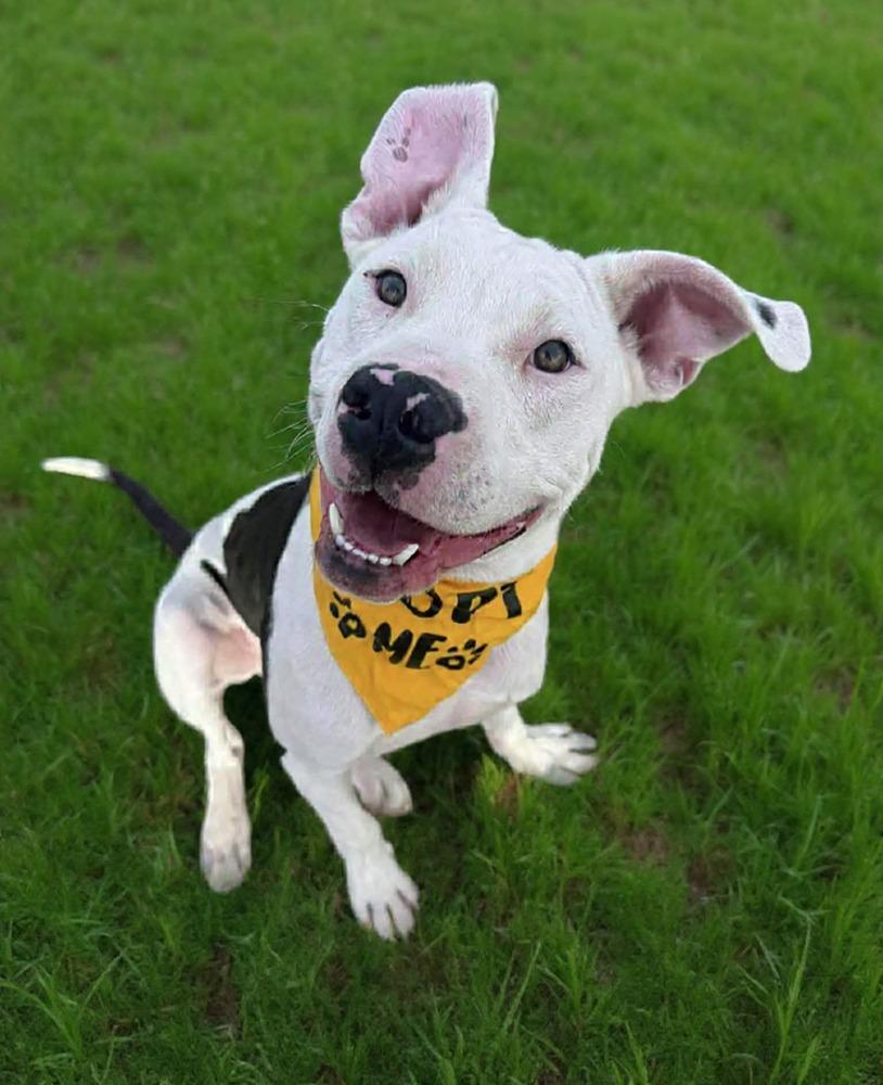 Enlarge Bolt, a Adoptable mixed breed in Shawnee, OK image 2/3