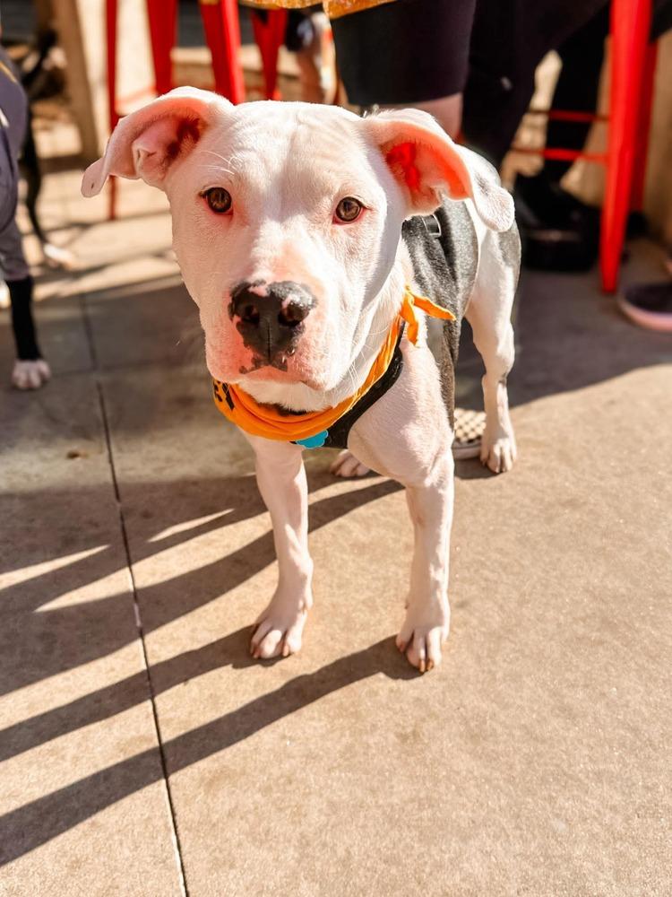 Enlarge Bolt, a Adoptable mixed breed in Shawnee, OK image 3/3