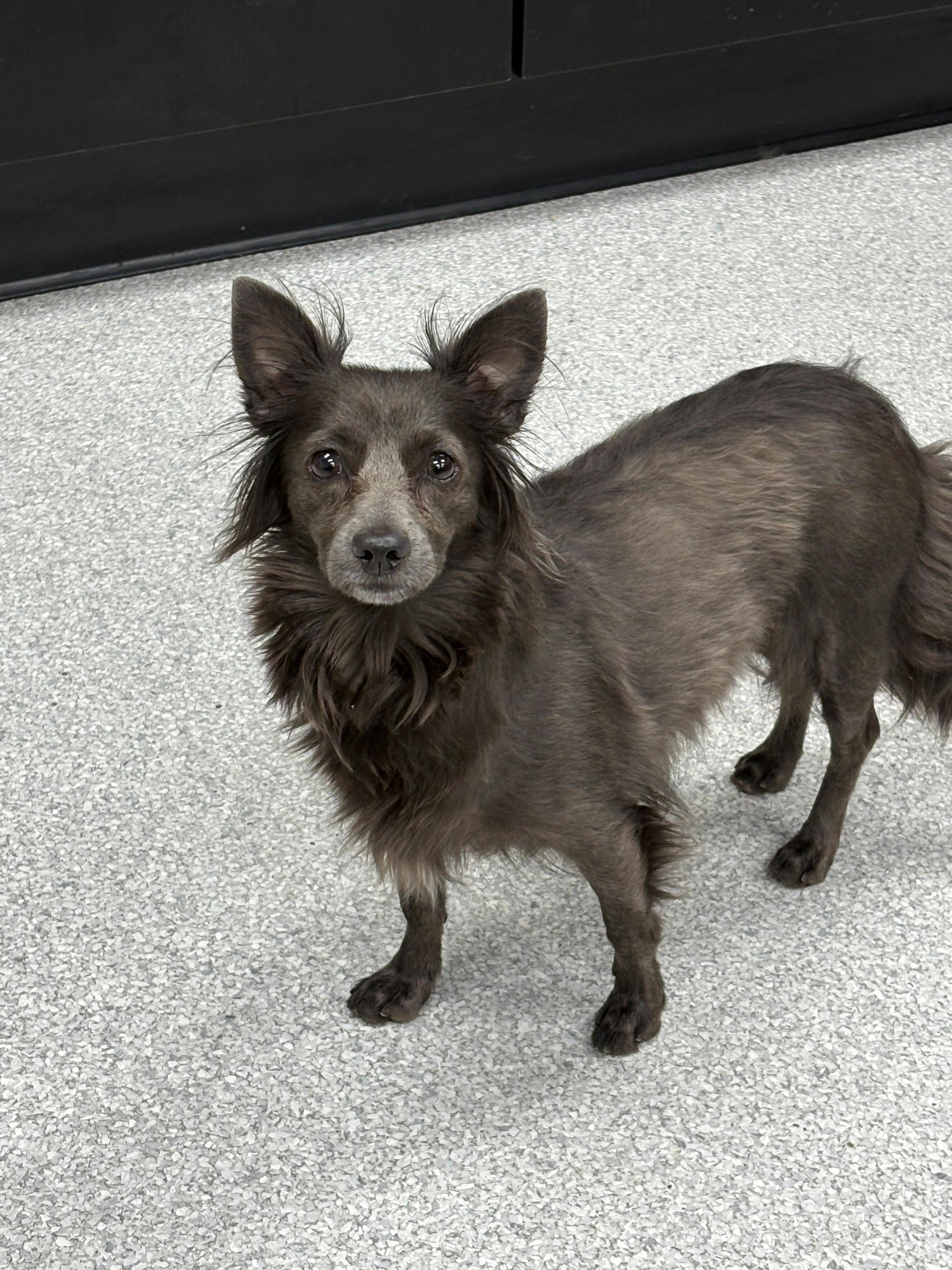 Lucy, Adult Female Chihuahua