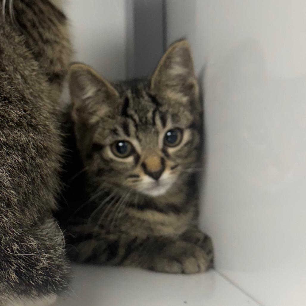 Enlarge Finn, a Adoptable Domestic Short Hair in Shelbyville, IL image 1/1