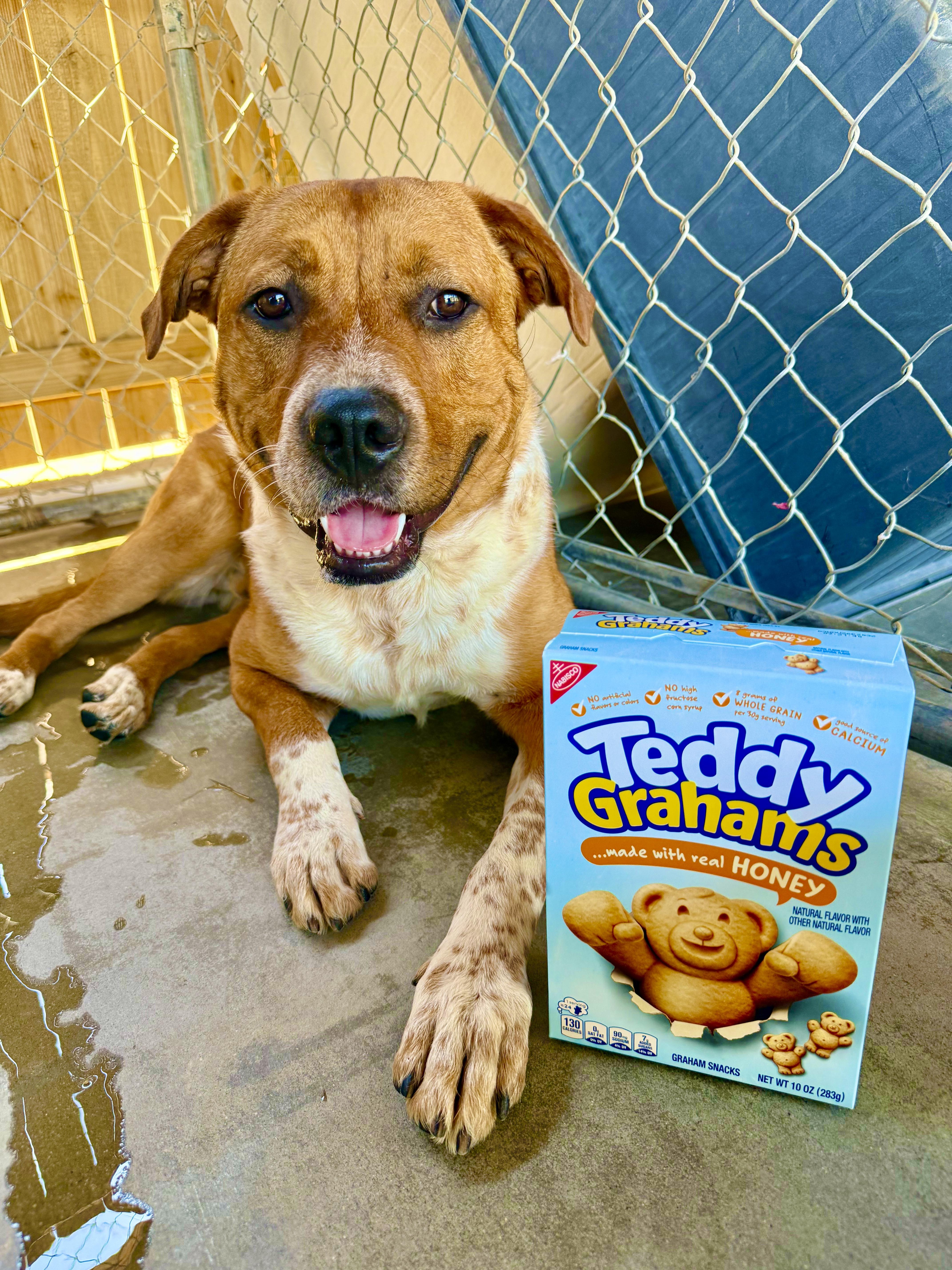 TEDDY GRAHAM, a ADOPTABLE mixed breed in Joshua Tree, CA image 4/4