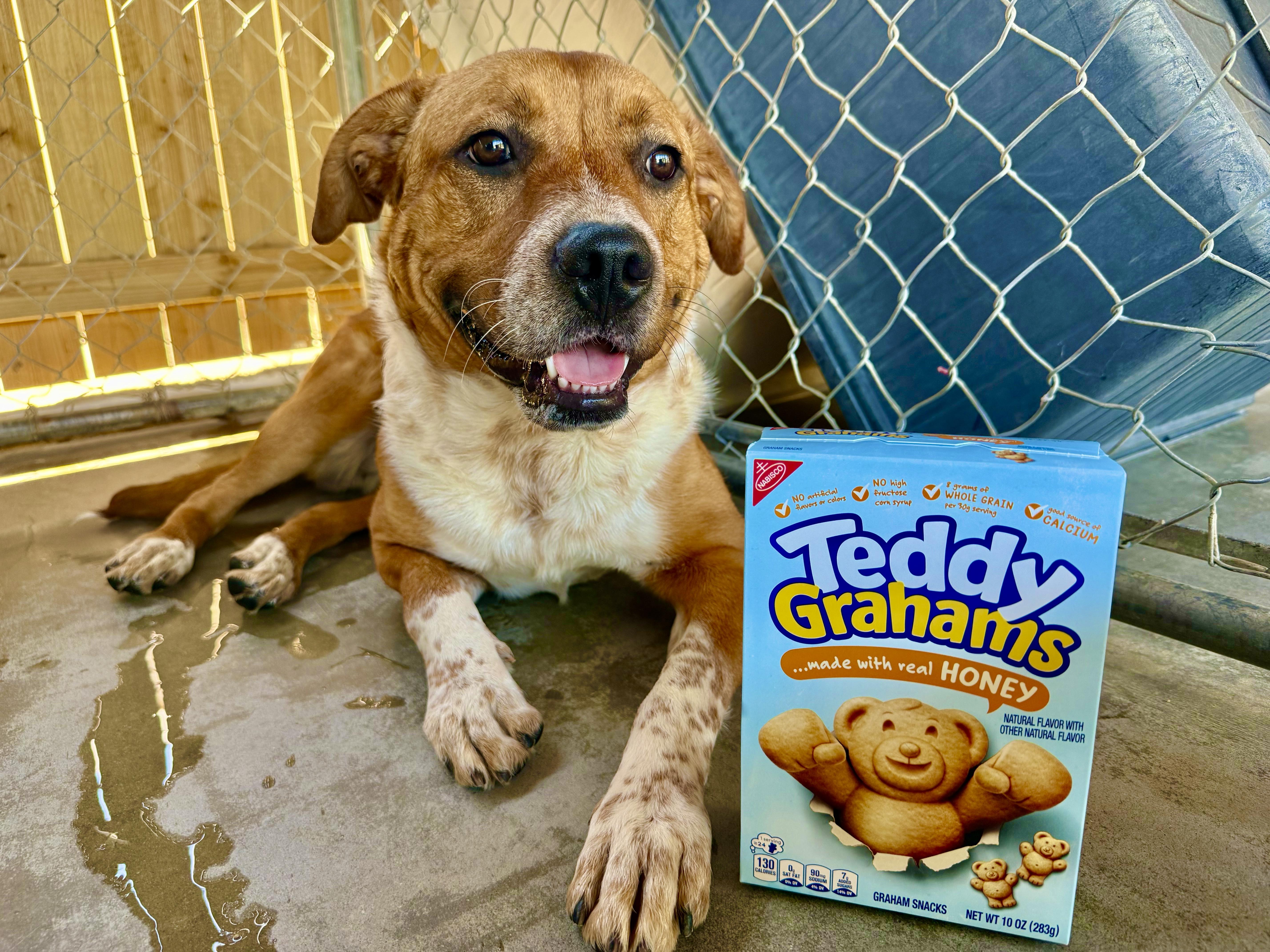 TEDDY GRAHAM, a ADOPTABLE mixed breed in Joshua Tree, CA image 2/4