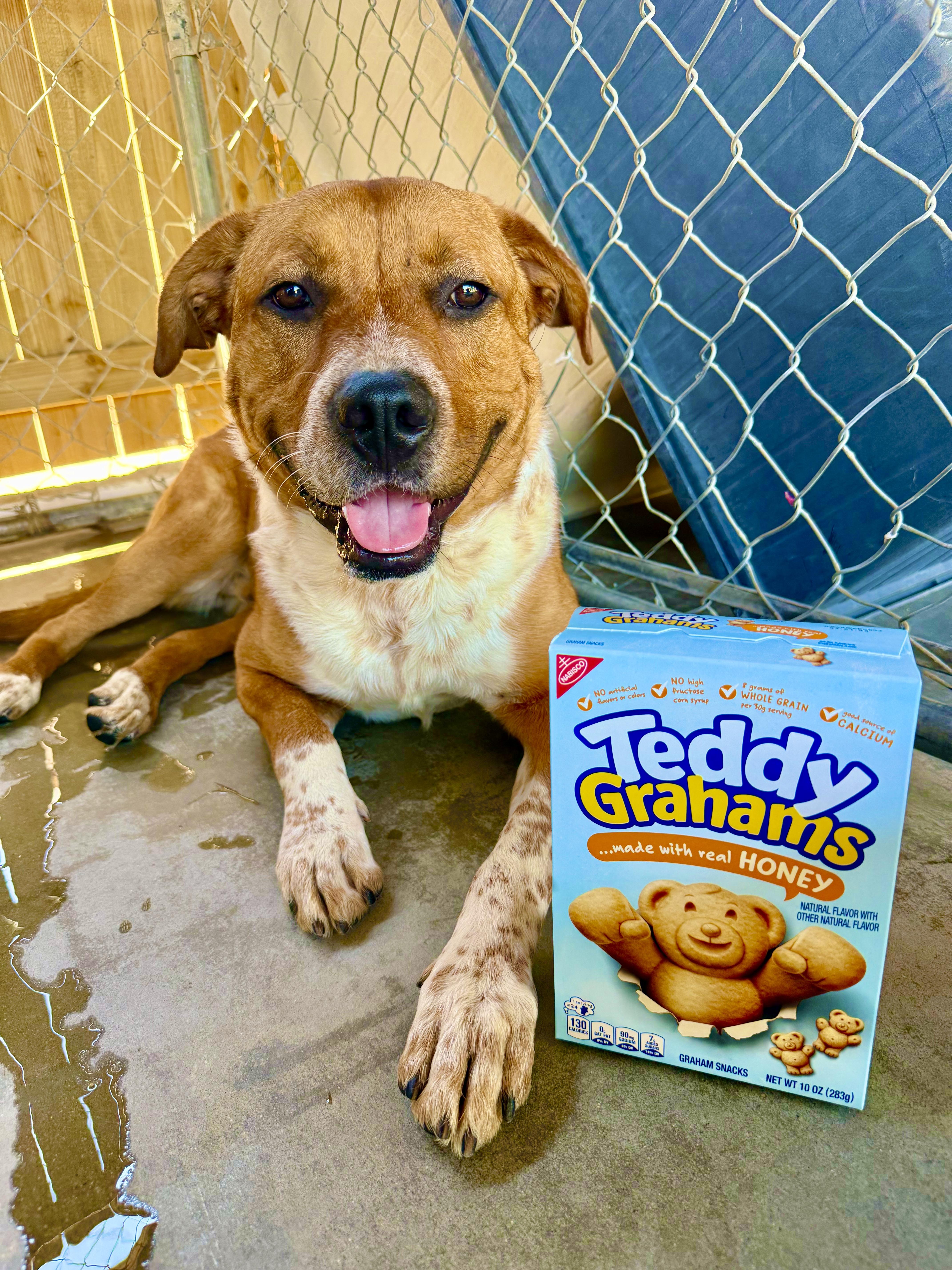 TEDDY GRAHAM, ADOPTABLE, Young Male Australian Shepherd & Cattle Dog.