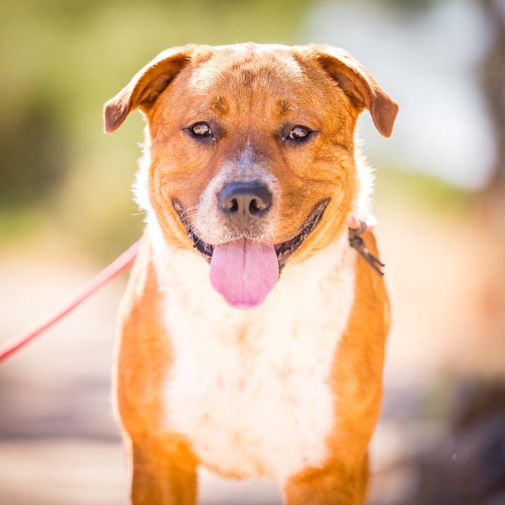 TEDDY GRAHAM, ADOPTABLE, Young Male Australian Shepherd & Cattle Dog.