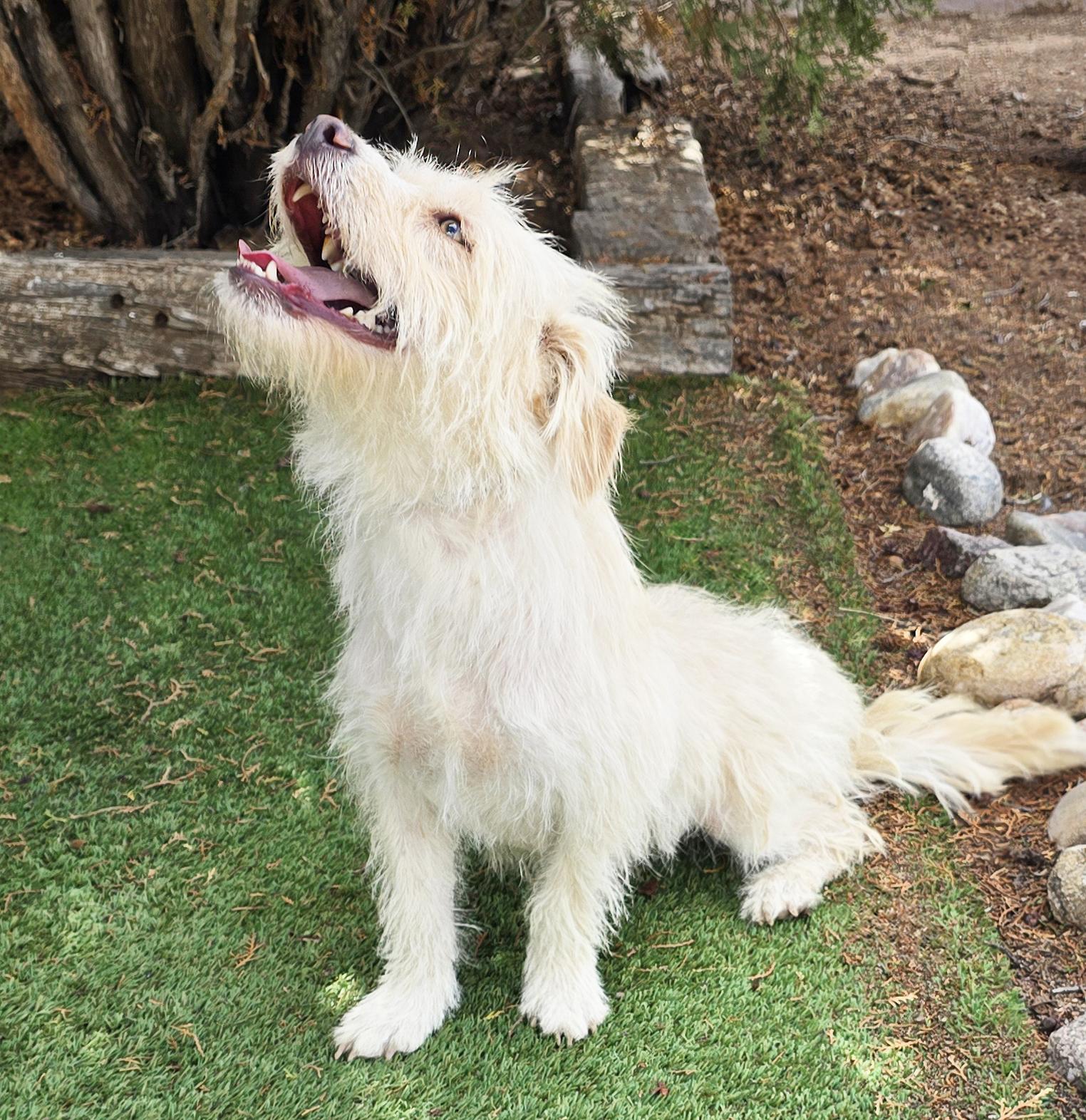 Enlarge Darling Lil Mr Darby - Westiepoo, a Adoptable mixed breed in Albuquerque, NM image 4/4