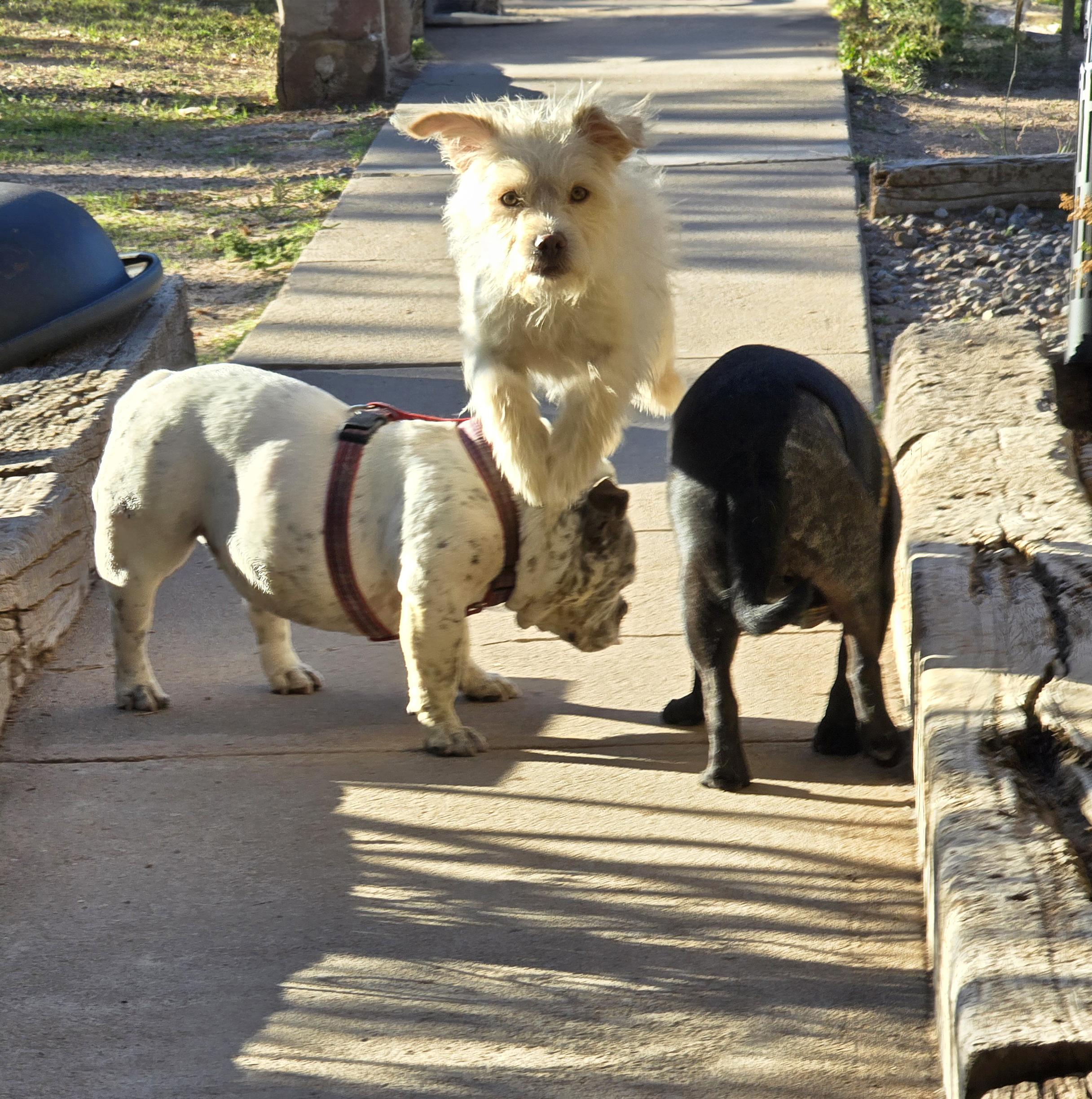 Enlarge Darling Lil Mr Darby - Westiepoo, a Adoptable mixed breed in Albuquerque, NM image 3/4