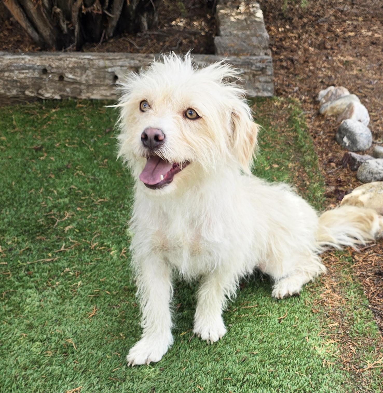 Enlarge Darling Lil Mr Darby - Westiepoo, a Adoptable mixed breed in Albuquerque, NM image 2/4