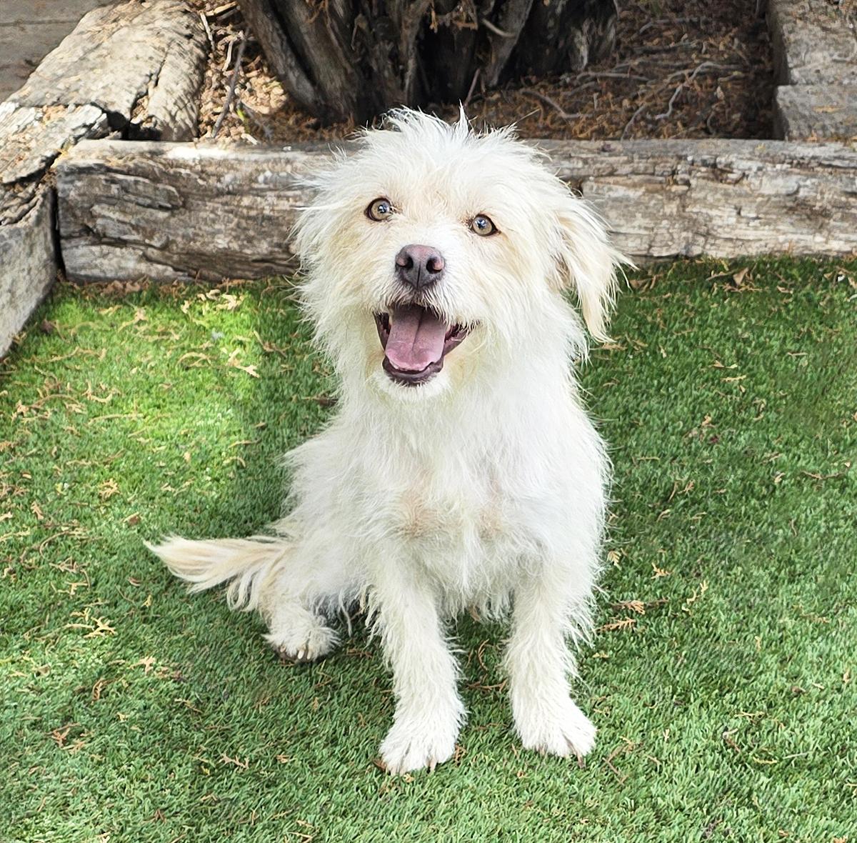 Darling Lil Mr Darby - Westiepoo, Adoptable, Young Male West Highland White Terrier / Westie & Poodle.