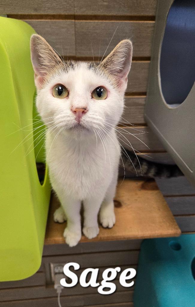 Sage, Adoptable, Young Female Domestic Short Hair.