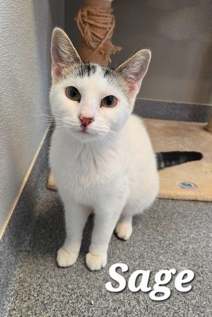 Enlarge Sage, a Adoptable mixed breed in Sidney, OH image 2/5