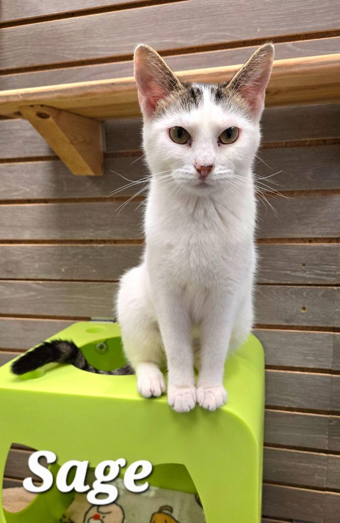 Enlarge Sage, a Adoptable mixed breed in Sidney, OH image 3/5