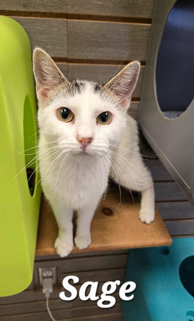 Enlarge Sage, a Adoptable mixed breed in Sidney, OH image 4/5