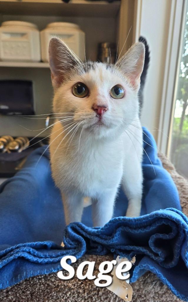 Enlarge Sage, a Adoptable mixed breed in Sidney, OH image 5/5