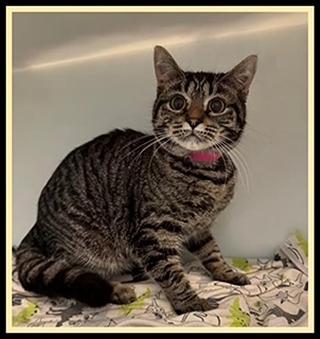 BOBBY, Adoptable, Young Female Domestic Short Hair.