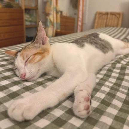 Cricket — thumbnail 2