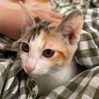 Cricket — thumbnail 3