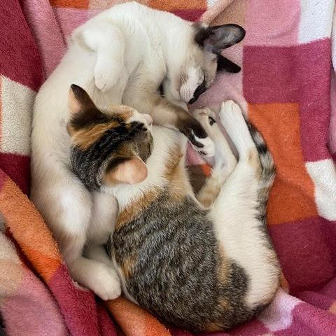 Cricket — thumbnail 4