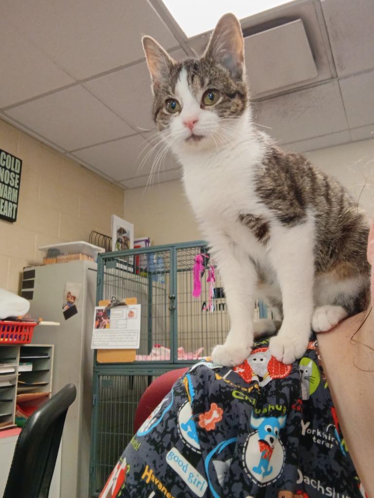 Bunny, Adoptable, Kitten Female Tabby.