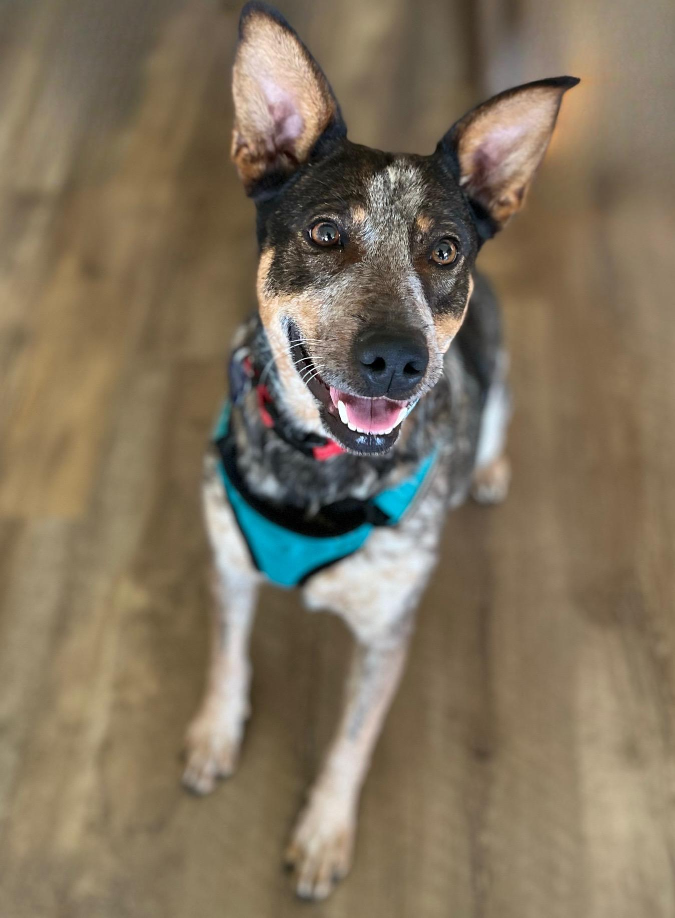 Enlarge Zipp, a Adoptable mixed breed in Lisbon, IA image 2/6