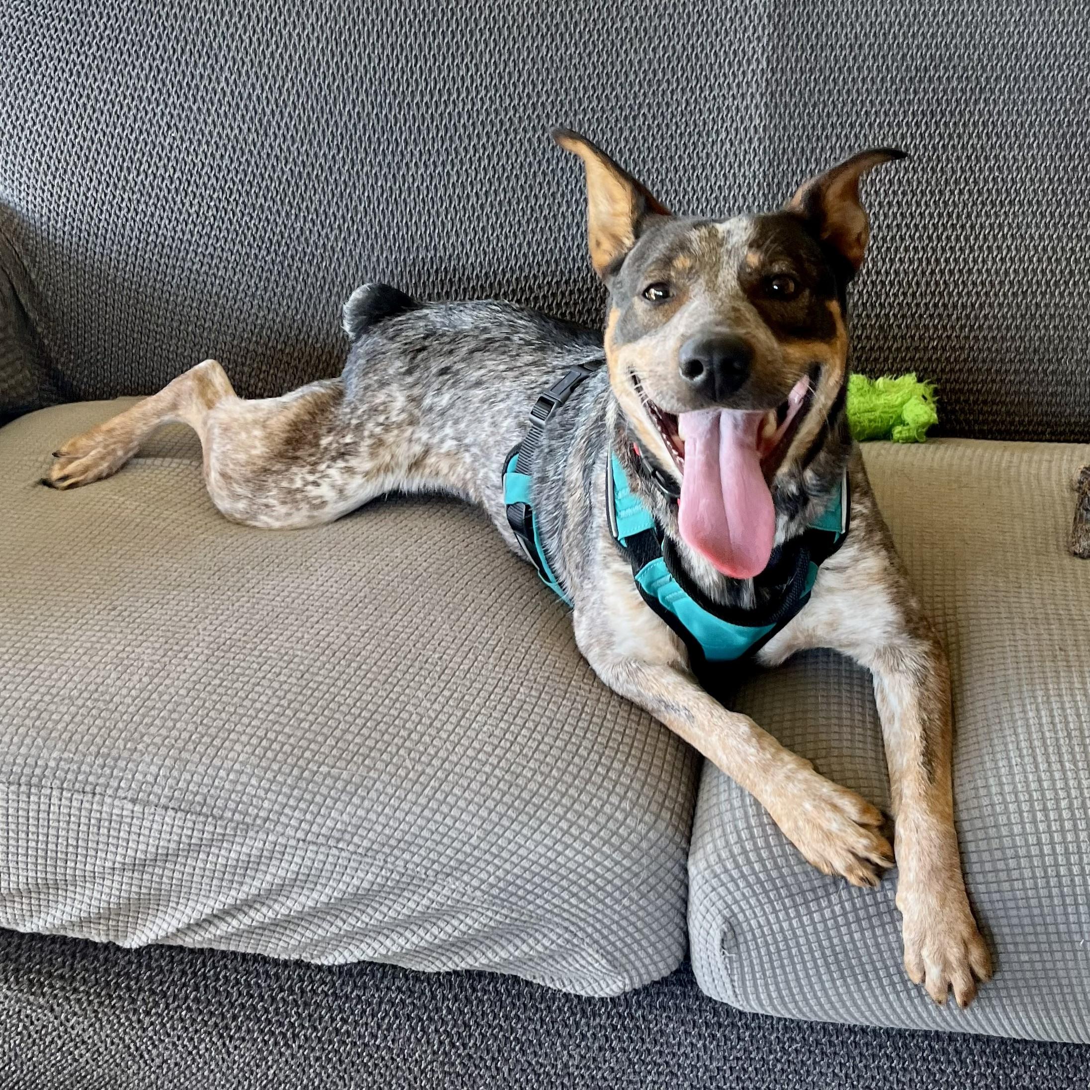 Enlarge Zipp, a Adoptable mixed breed in Lisbon, IA image 3/6