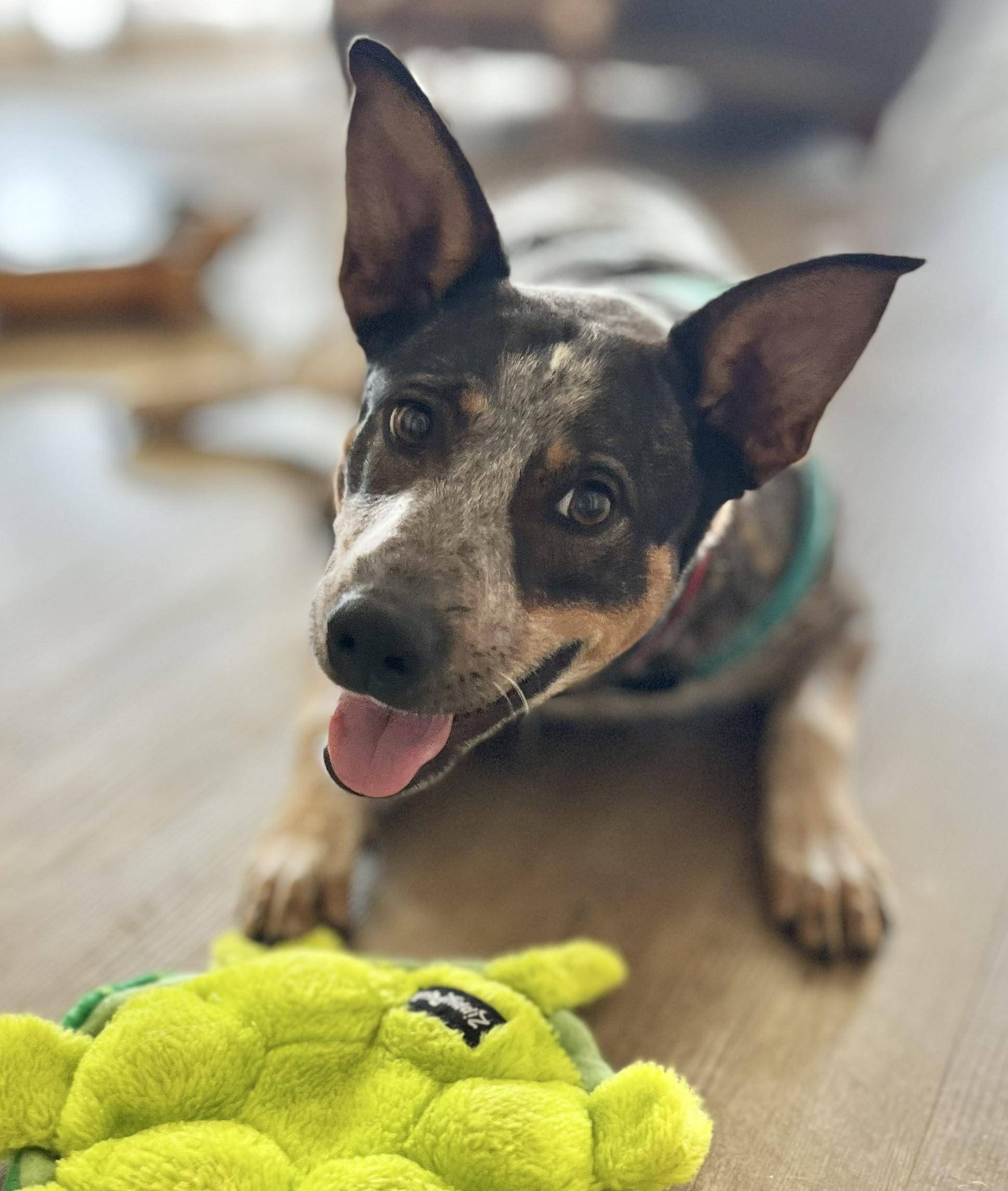 Enlarge Zipp, a Adoptable mixed breed in Lisbon, IA image 4/6