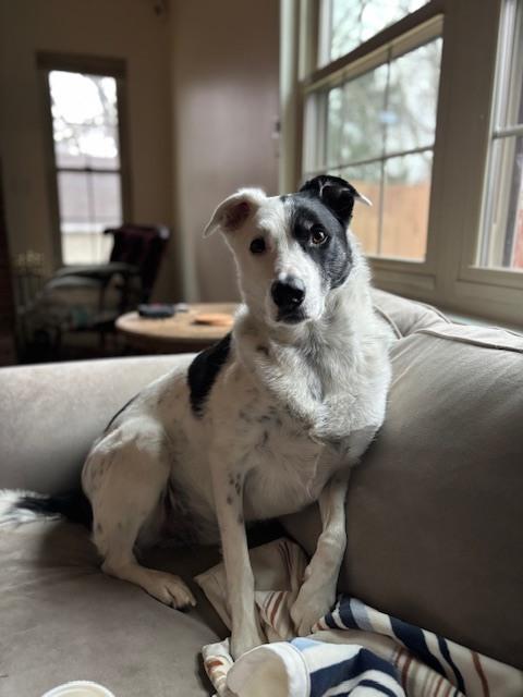 Enlarge Scout - COURTESY POST, a Adoptable mixed breed in Coldwater, MI image 1/4