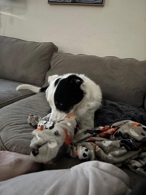 Enlarge Scout - COURTESY POST, a Adoptable mixed breed in Coldwater, MI image 2/4