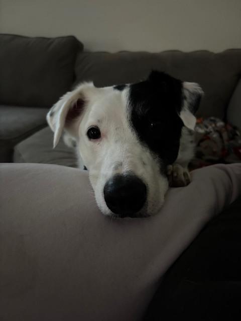 Enlarge Scout - COURTESY POST, a Adoptable mixed breed in Coldwater, MI image 4/4