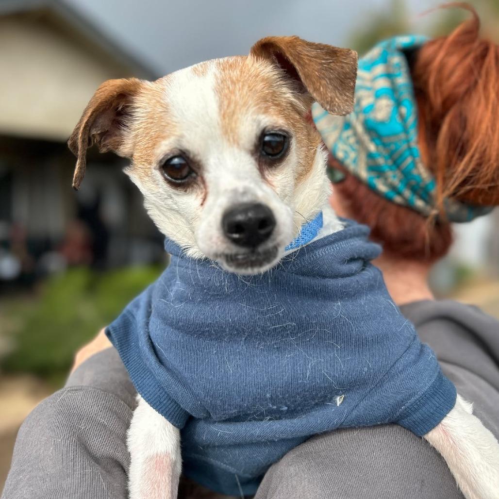 Enlarge Rubicon, a Adoptable Parson Russell Terrier in Ramona, CA image 4/6